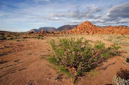 Desert landscape at sunrise, Brandberg mountain, Namibia Stock Photo - Budget Royalty-Free & Subscription, Code: 400-03938857