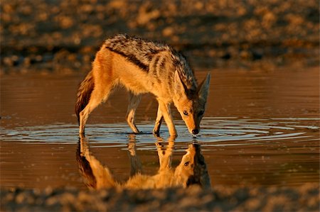 Black-backed Jackal (Canis mesomelas) wading in shallow water, Kalahari, South Africa Stock Photo - Budget Royalty-Free & Subscription, Code: 400-03938858
