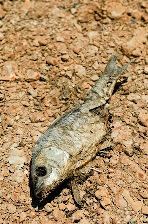 parched - Dried fish laying on arid soil Stock Photo - Budget Royalty-Free & Subscription, Code: 400-03938921
