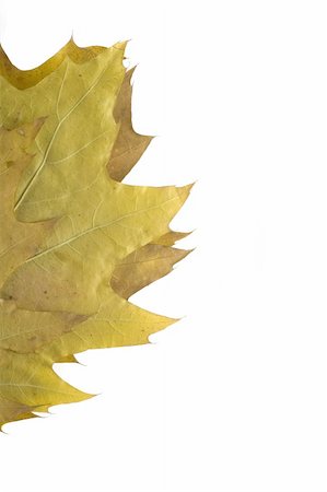 simsearch:400-04475632,k - gold and green autumn leaf on white background Foto de stock - Royalty-Free Super Valor e Assinatura, Número: 400-03938959