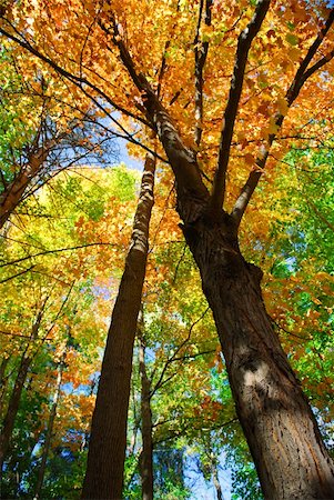 Colorful fall forest on a warm autumn day Stock Photo - Budget Royalty-Free & Subscription, Code: 400-03939071