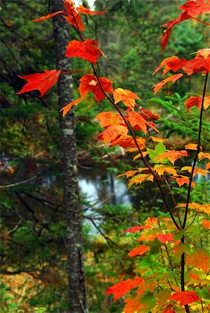 simsearch:6109-08929250,k - Fall forest with river in the background. Algonquin provincial park, Canada. Foto de stock - Super Valor sin royalties y Suscripción, Código: 400-03939072