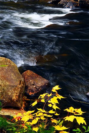 Forest river in the fall. Algonquin provincial park, Canada. Stock Photo - Budget Royalty-Free & Subscription, Code: 400-03939073