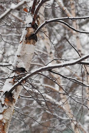 simsearch:400-06852329,k - Snow covered birch trees during snowfall in winter park Photographie de stock - Aubaine LD & Abonnement, Code: 400-03939084