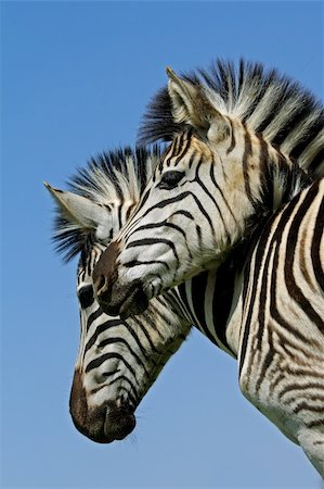 simsearch:400-04521116,k - Portrait of two Plains (Burchells) Zebras (Equus quagga), Mokala National Park, South Africa Stock Photo - Budget Royalty-Free & Subscription, Code: 400-03939094