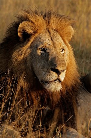 simsearch:400-04399380,k - Portrait of a big male African lion (Panthera leo), Sabie-Sand nature reserve, South Africa Fotografie stock - Microstock e Abbonamento, Codice: 400-03939091