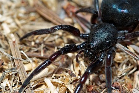 simsearch:640-02770439,k - a close up of a big poisonous black spider with long legs in the garden mulch Foto de stock - Super Valor sin royalties y Suscripción, Código: 400-03939408