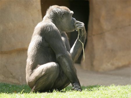 Gorilla thinking Foto de stock - Royalty-Free Super Valor e Assinatura, Número: 400-03939483