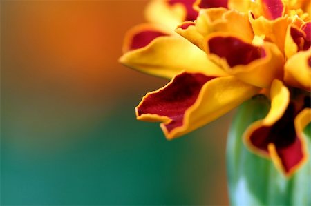 florist background - flower in the garden Photographie de stock - Aubaine LD & Abonnement, Code: 400-03939490