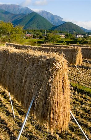 simsearch:622-07118067,k - Bundles of rice stalks hung out to dry in Japan Stock Photo - Budget Royalty-Free & Subscription, Code: 400-03939687