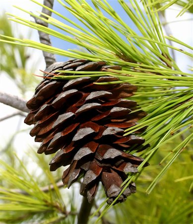 pine wreath on white - Brown pine cone Stock Photo - Budget Royalty-Free & Subscription, Code: 400-03939711