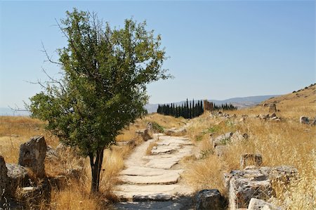 simsearch:400-07574451,k - ancient pamukkale ruins - road to necropolis cypress grove Photographie de stock - Aubaine LD & Abonnement, Code: 400-03930001
