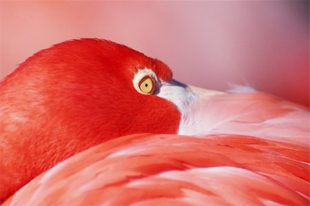 Greater Flamingo (Phoenicopterus ruber) at rest Foto de stock - Super Valor sin royalties y Suscripción, Código: 400-03930012