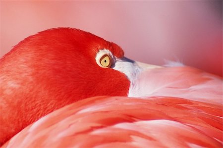 Greater Flamingo (Phoenicopterus ruber) at rest Photographie de stock - Aubaine LD & Abonnement, Code: 400-03930012