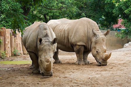 simsearch:400-03930149,k - White Rhinoceros  Ceratotherium simum  at the Louisville Zoo Stock Photo - Budget Royalty-Free & Subscription, Code: 400-03930150