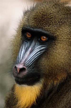 simsearch:400-03930149,k - Mandrill  (Papio sphinx) Native to small area of western Africa just above the Equator Stock Photo - Budget Royalty-Free & Subscription, Code: 400-03930303