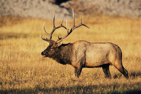 Bull Elk (Cervus canadensis) looking for mate in Yellowstone National Park Fotografie stock - Microstock e Abbonamento, Codice: 400-03930507