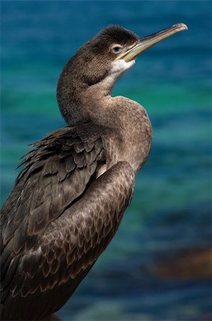 simsearch:400-04334004,k - cormorant sitting on the rock near the sea Stock Photo - Budget Royalty-Free & Subscription, Code: 400-03930509