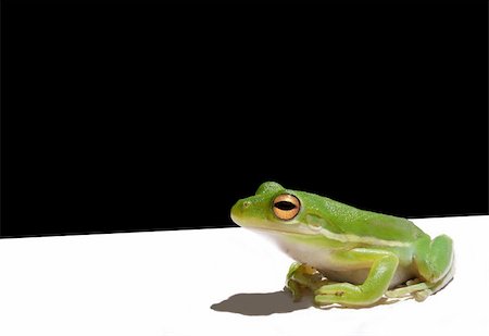 simsearch:400-06077507,k - Green tree frog over black and white background Stockbilder - Microstock & Abonnement, Bildnummer: 400-03930517