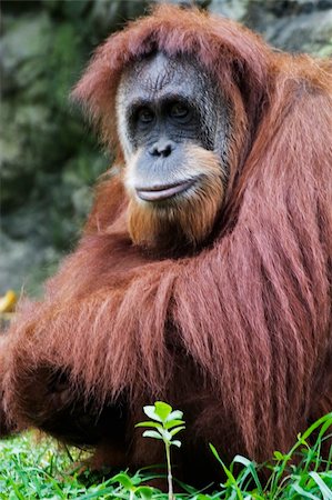 Orangutan (Pongo pygmaeus), Native to Borneo, Indonesia Stock Photo - Budget Royalty-Free & Subscription, Code: 400-03930528