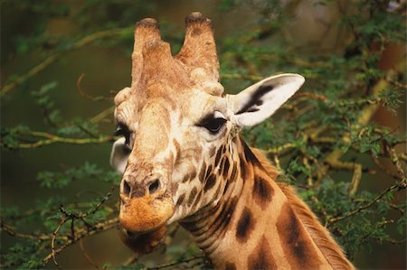 Rothschild Giraffe (Giraffa camelopardalis rothschildi) Lake Nakuru Kenya Foto de stock - Super Valor sin royalties y Suscripción, Código: 400-03930523