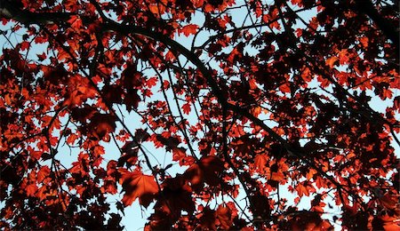 A sunlit Red Maple tree shot from a beneath. Foto de stock - Super Valor sin royalties y Suscripción, Código: 400-03930545