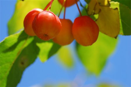 Crab apples hanging from a tree and backlit by the sun Fotografie stock - Microstock e Abbonamento, Codice: 400-03930564