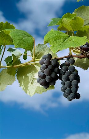 Isabella grapes on vine against cloudy blue sky. Stock Photo - Budget Royalty-Free & Subscription, Code: 400-03930720