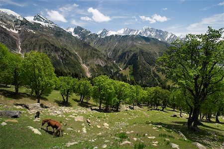 simsearch:862-03712078,k - A wild horse grazing in a valley between the Himalayas in Kashmir. Photographie de stock - Aubaine LD & Abonnement, Code: 400-03930804