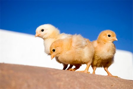 Three chicken photographed on an Ibiza farm. Stockbilder - Microstock & Abonnement, Bildnummer: 400-03930818