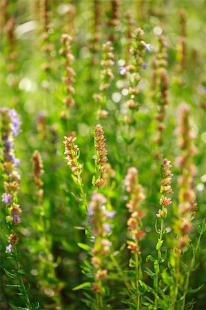 simsearch:622-06900275,k - Detail of herbs in herbal garden Photographie de stock - Aubaine LD & Abonnement, Code: 400-03930986