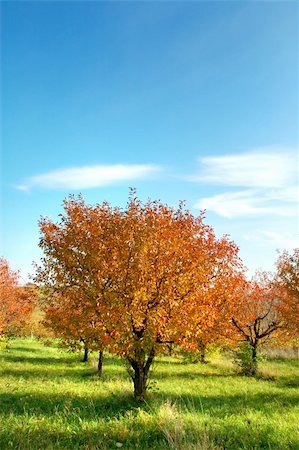 fluo (couleur) - Autumn landscape Photographie de stock - Aubaine LD & Abonnement, Code: 400-03931045