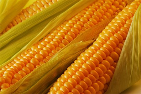 simsearch:824-07310382,k - Freshly harvested corn, close up. Stockbilder - Microstock & Abonnement, Bildnummer: 400-03931052