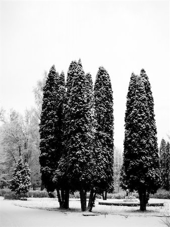 simsearch:400-08108630,k - Pines under snow in the Winter forest Photographie de stock - Aubaine LD & Abonnement, Code: 400-03931253