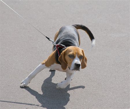 fedotishe (artist) - Young dog on a leash. Breed - bigle Foto de stock - Super Valor sin royalties y Suscripción, Código: 400-03931416