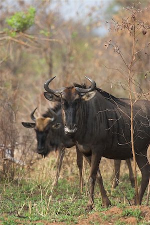 Blue wildebeest looking directly towards the camera Photographie de stock - Aubaine LD & Abonnement, Code: 400-03931516