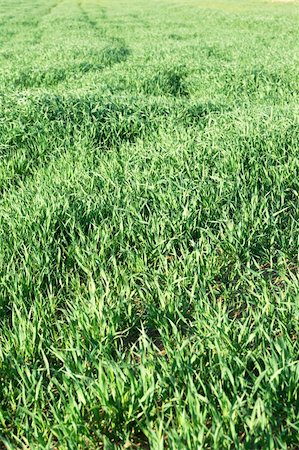 Green grass field shot on a sunny day. Can be used as a background Stock Photo - Budget Royalty-Free & Subscription, Code: 400-03931513