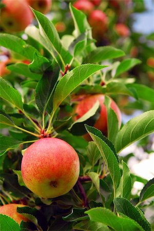 simsearch:6115-06732956,k - Ripe red apples on a apple tree branch in an orchard Foto de stock - Super Valor sin royalties y Suscripción, Código: 400-03931527