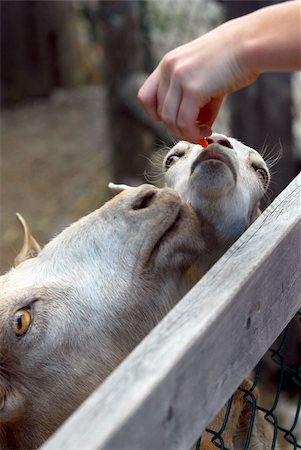A child feeding goats at the petting zoo Stock Photo - Budget Royalty-Free & Subscription, Code: 400-03931549