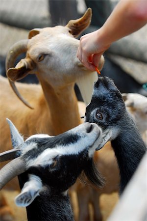 A child feeding goats at the petting zoo Stock Photo - Budget Royalty-Free & Subscription, Code: 400-03931550