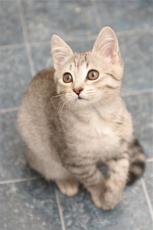 Sight of a small grey kitten Stockbilder - Microstock & Abonnement, Bildnummer: 400-03931636