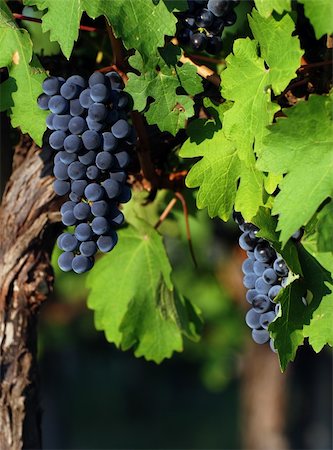 simsearch:400-03952495,k - Close up of an italian wine grapes Foto de stock - Super Valor sin royalties y Suscripción, Código: 400-03931723