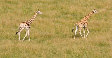 simsearch:400-04295850,k - Two giraffes camelopardalis in the national park. Shallow DOF Photographie de stock - Aubaine LD & Abonnement, Code: 400-03931798