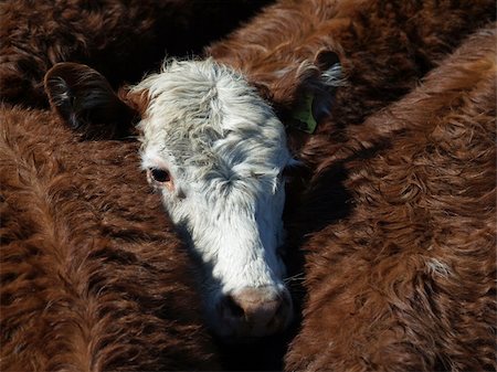 A white faced hereford against the red of the other animals Fotografie stock - Microstock e Abbonamento, Codice: 400-03931817