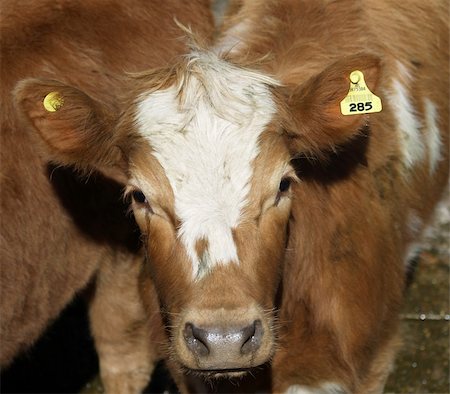 A cow with the eartag 285 facing the camera Fotografie stock - Microstock e Abbonamento, Codice: 400-03931820