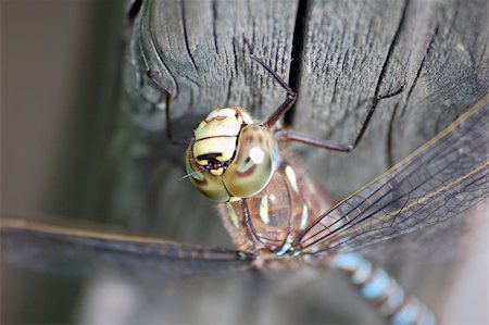 simsearch:862-08090237,k - A macro of a Dragonfly on a piece of wood Photographie de stock - Aubaine LD & Abonnement, Code: 400-03931862