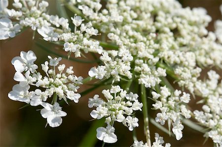 Closeup of blooming hemlock Photographie de stock - Aubaine LD & Abonnement, Code: 400-03931925