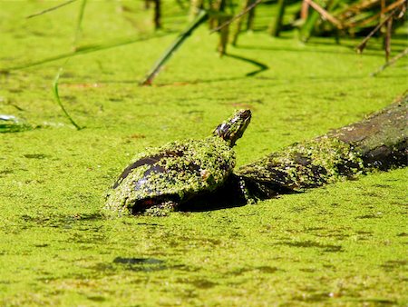Turtle taking a sunbath on a log Stock Photo - Budget Royalty-Free & Subscription, Code: 400-03932132