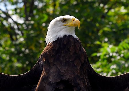 simsearch:862-03736682,k - Portrait of an American Bald Eagle Photographie de stock - Aubaine LD & Abonnement, Code: 400-03932210