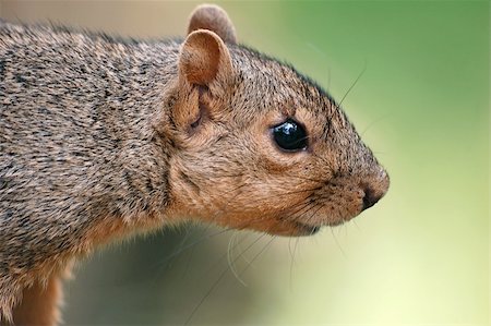 simsearch:400-03936928,k - Close-up portrait of a squirrel Fotografie stock - Microstock e Abbonamento, Codice: 400-03932267